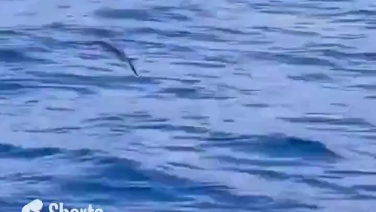 Flying Fish #shorts #shortvideo #video #virals #videoviral