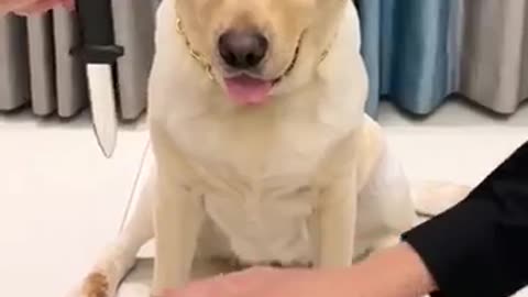 Tricked Dog