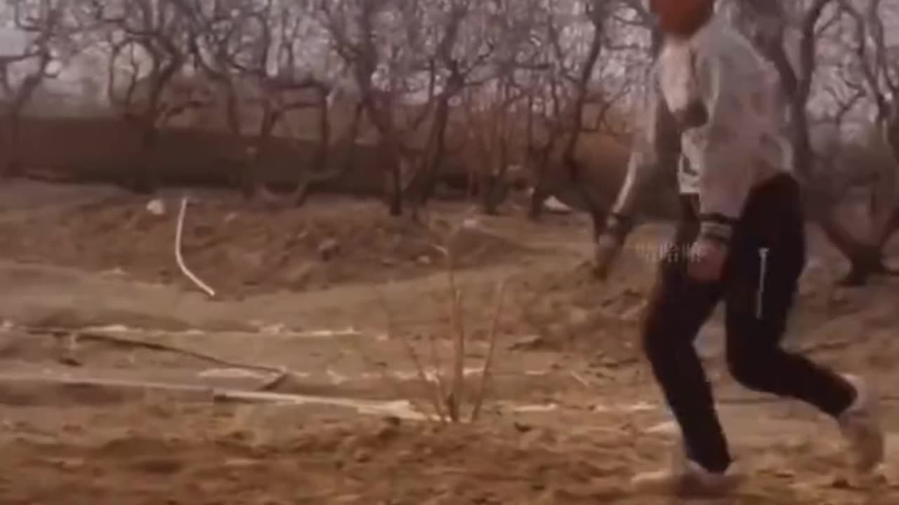 funny video 2024
