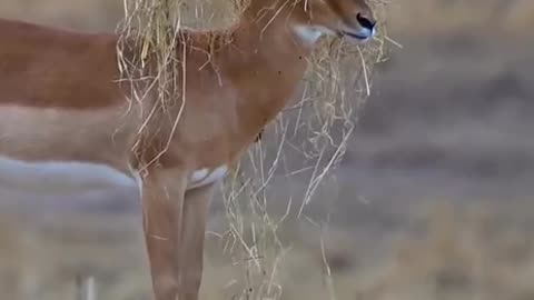 Deer in a camouflage 🤣