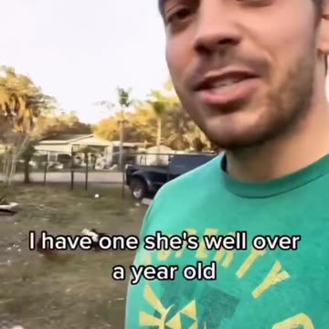 🥚SHORTAGE🥚 🧐 THE FEED AND 🐣YOLK CONTAIN ANTIBODIES THAT BLOCK THE BINDING OF THE SPIKE PROTEINS IN THE 💉JAB