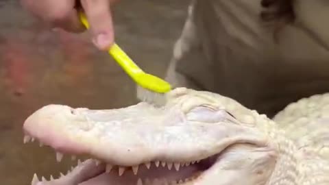 Albino Gator Enjoys Scrubbing