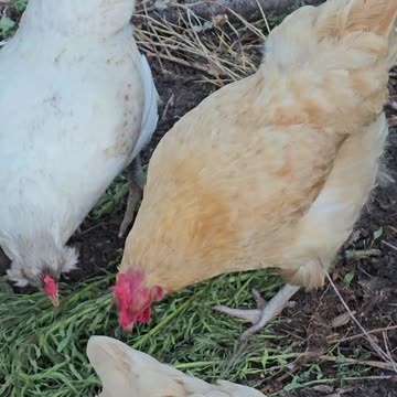 OMC! Pecking chickens are happy chickens! #chickens #pecking #happy #shorts #treat #feedingchickens