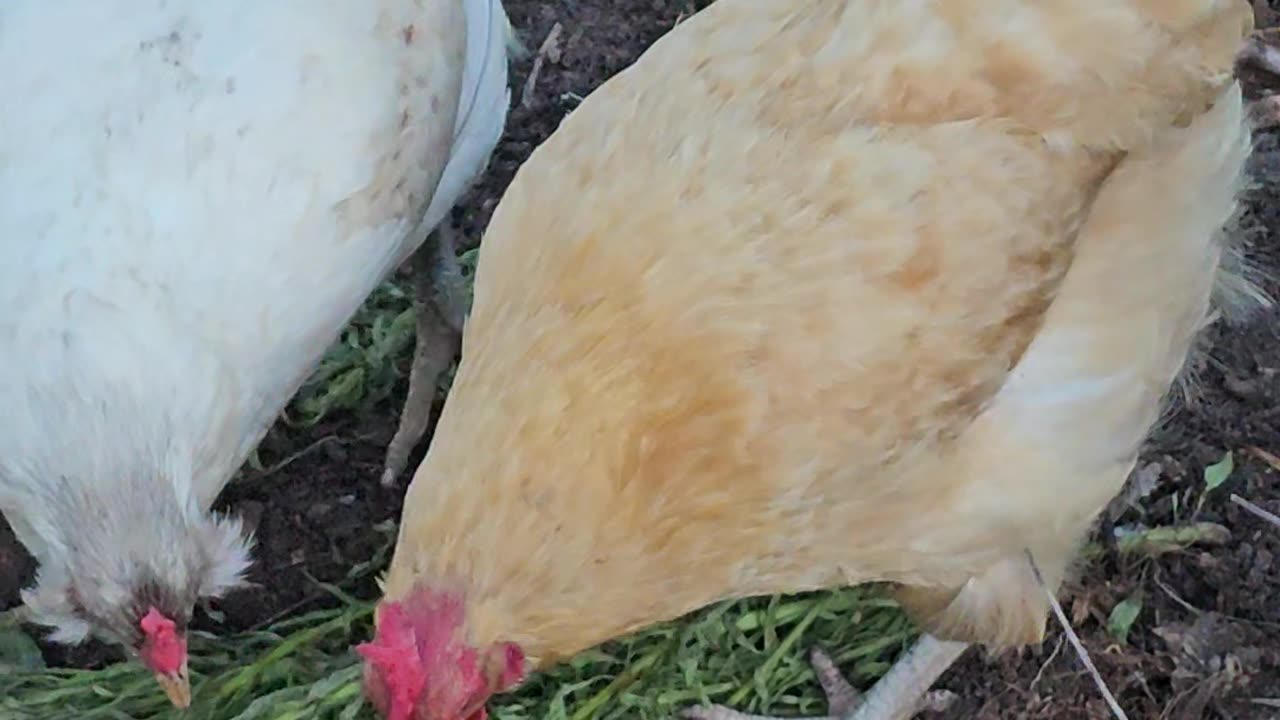 OMC! Pecking chickens are happy chickens! #chickens #pecking #happy #shorts #treat #feedingchickens