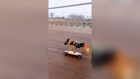 Dogs Got Skills On Skateboard😎🔥