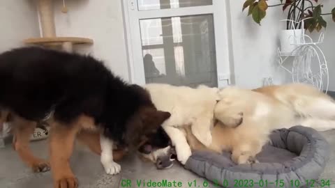 What do Puppies do when a Golden Retriever occupies their bed