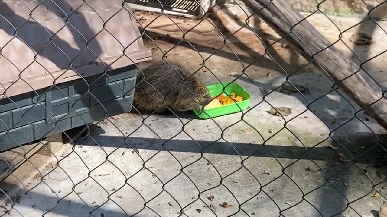 Feeding European hedgehog