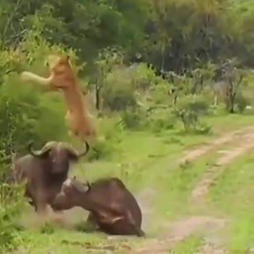 Buffalo attacks on lion #buffalo #lion #animalsattack #wild #wildanimals #wildlife #animalsfight #gk