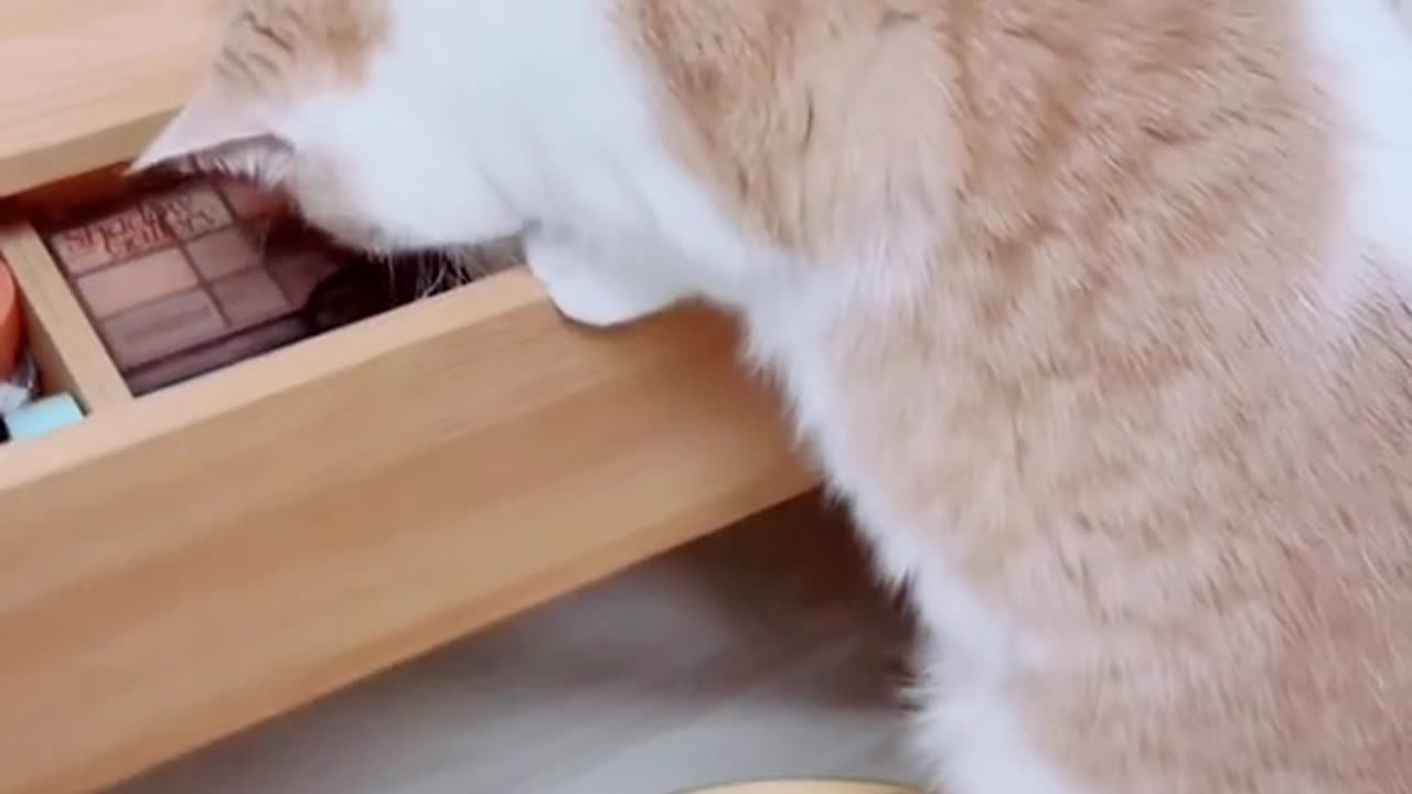 Funny Cat videos