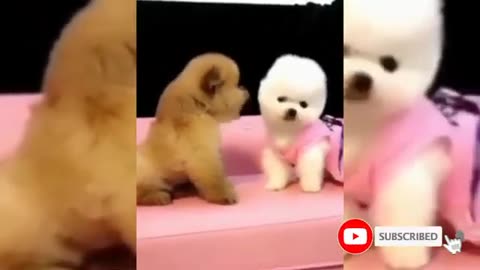 The Comedy Kennel: Animals Doing the Funniest Things