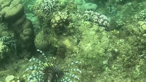 Morning Bliss: Snorkeling Adventure in Crystal Waters