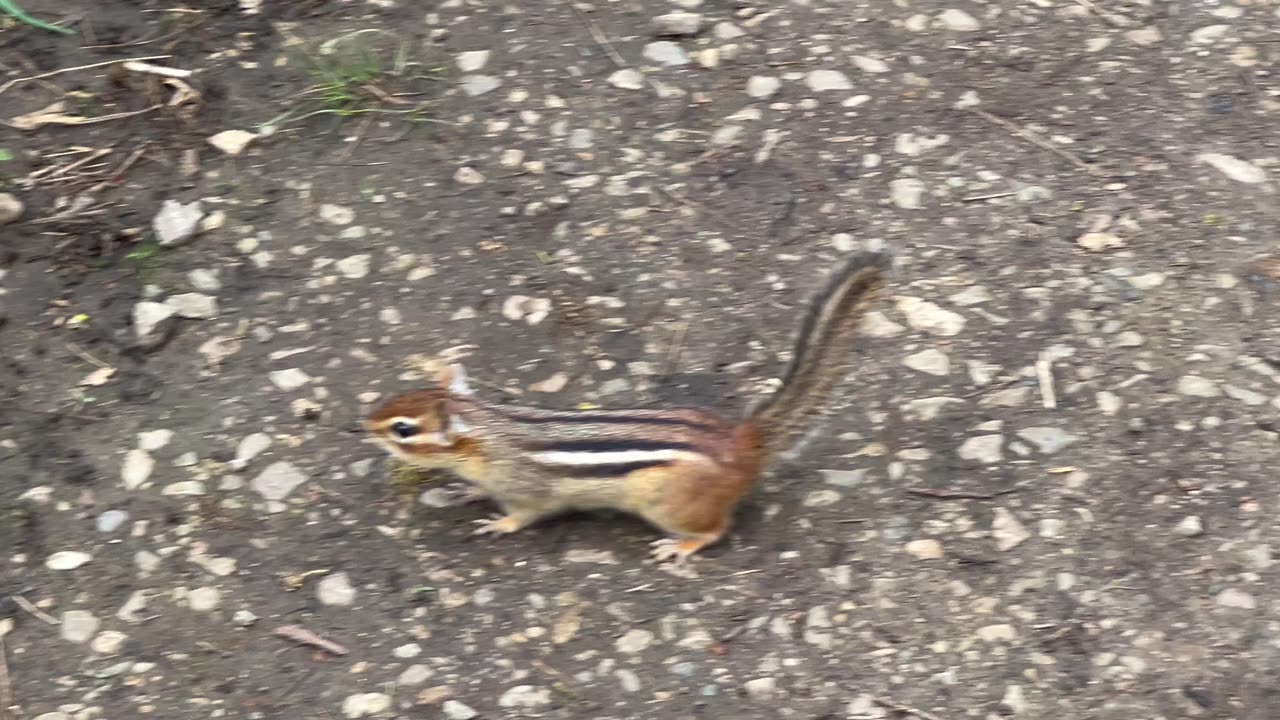 Coordinating with chipmunk on peanut distribution