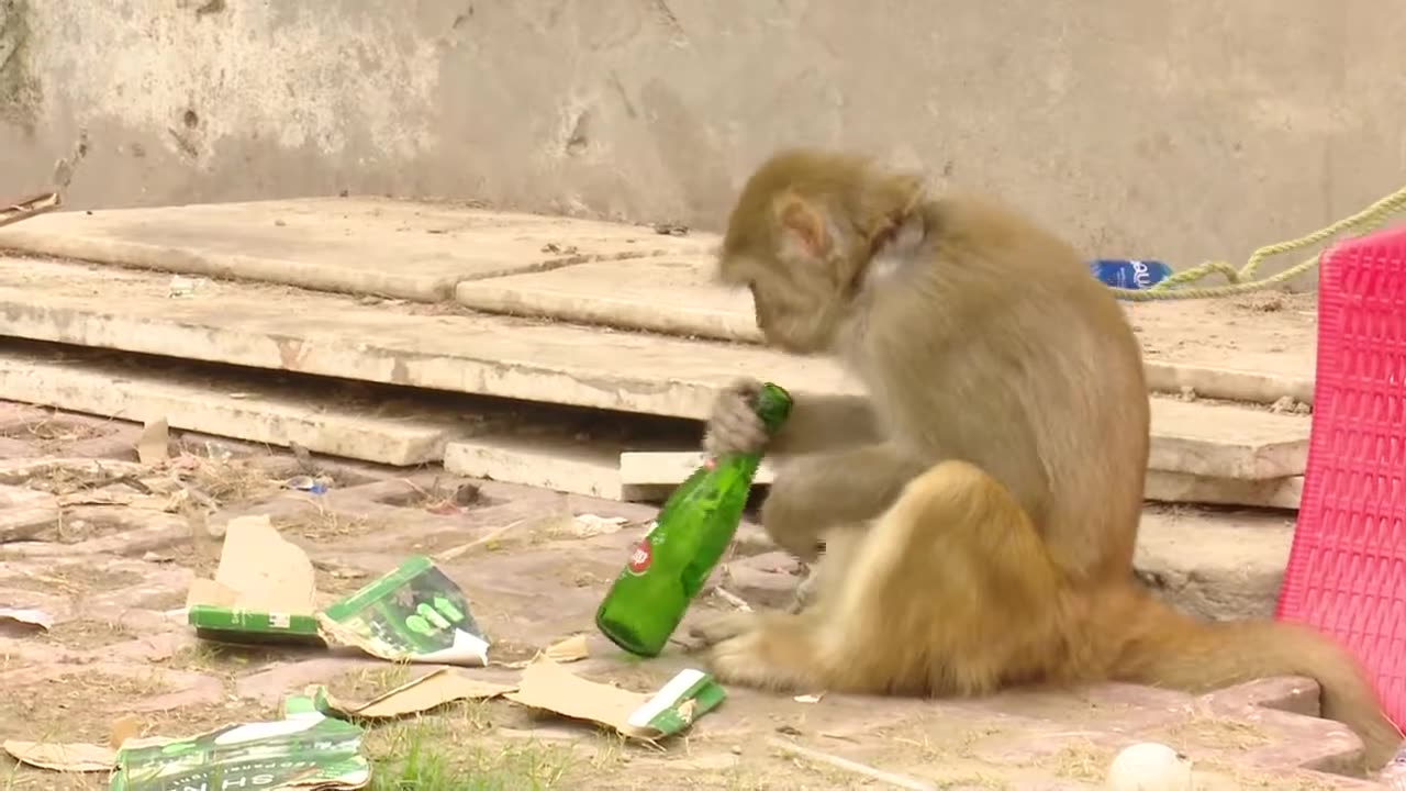 Monkey Drinking 7up | Monkey Drunk | MONKEY FUNNY VIDEO