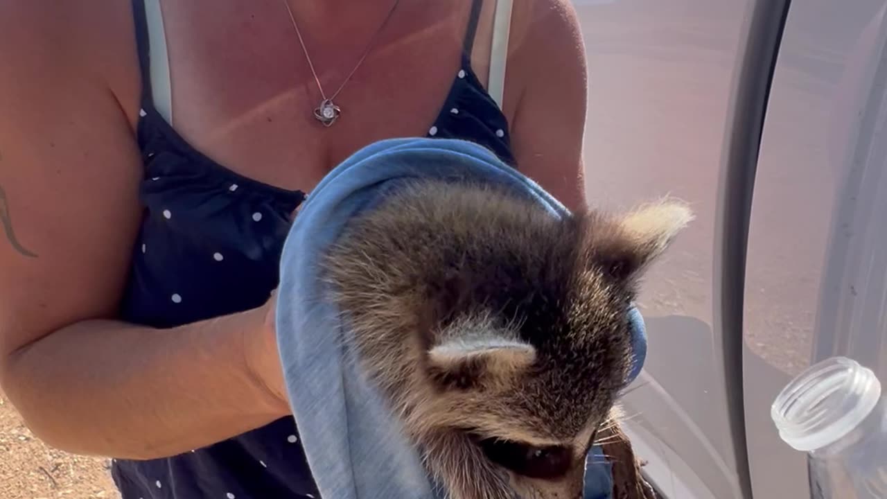 Couple Saves a Baby Raccoon From the Texas Heat