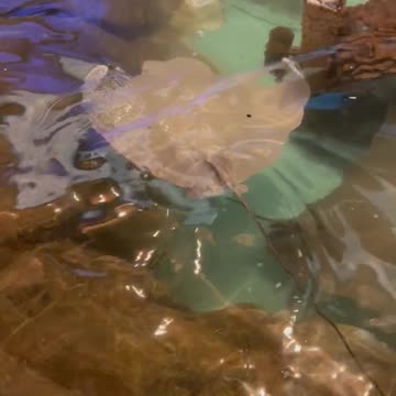 Cownose Ray #nature #marine #animals