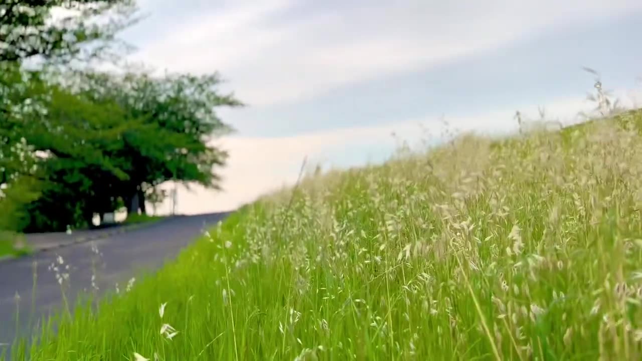 Tamang video