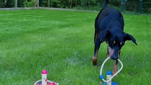 Clever Dog Sorts Toys By Color