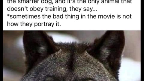 The Truth About Wolves.