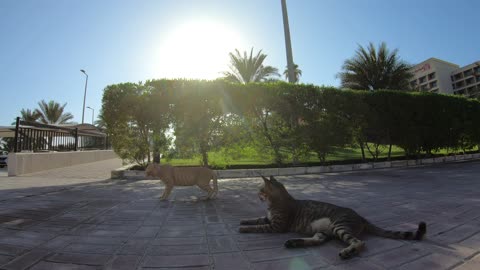 ED SHEERAN & MICHAEL JACKSON - Homeless cats in Ras Al Khaimah, UAE #cat #EdSheeran #MichaelJackson