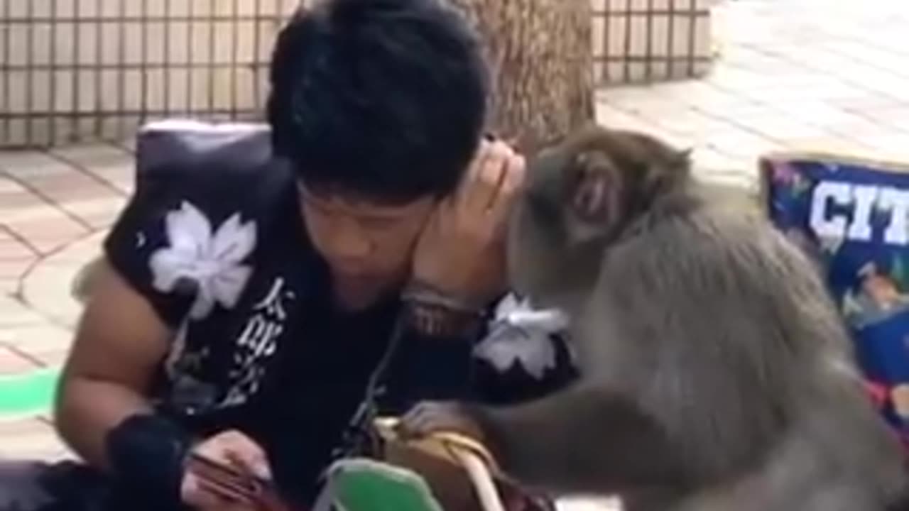 A secret conversation with a monkey😂