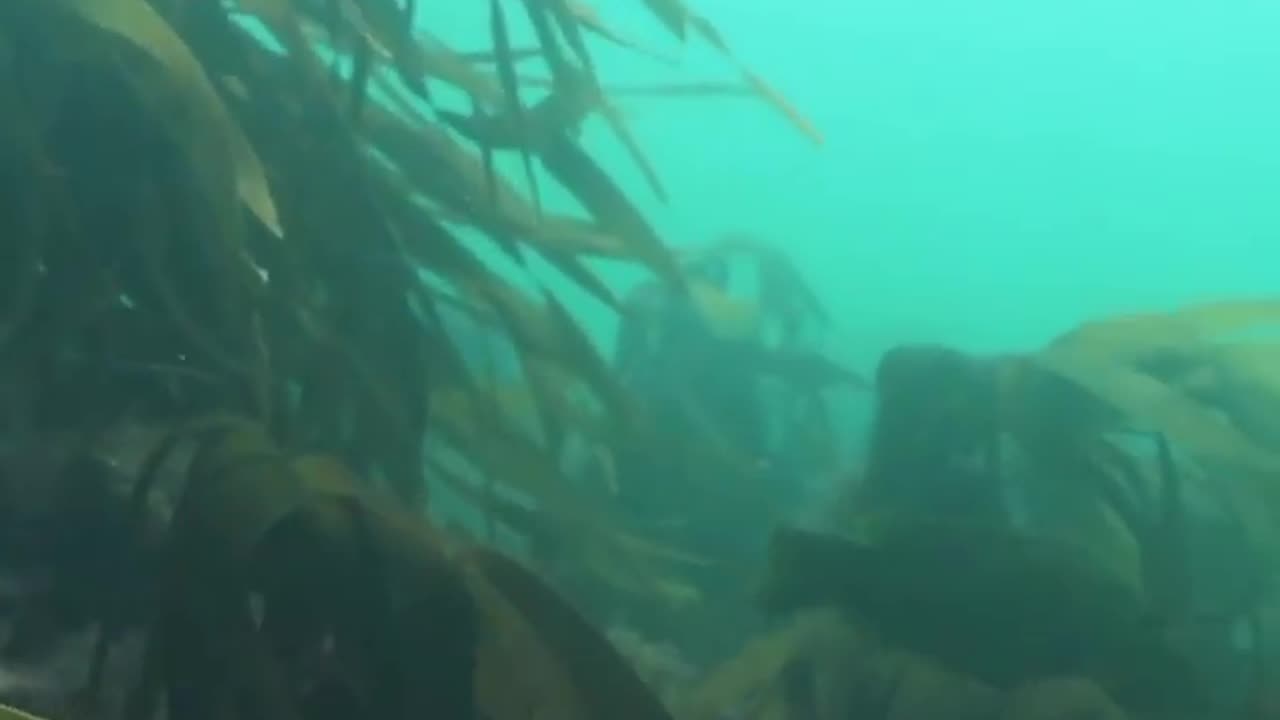 Wildlife