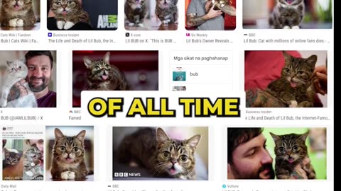 This is why Lil bub will surely be a Solana Sensation: Her Incredible Story