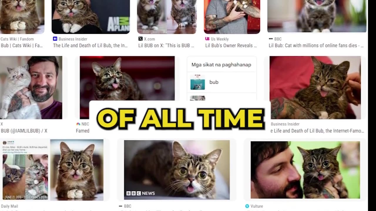 This is why Lil bub will surely be a Solana Sensation: Her Incredible Story