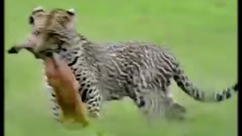 Leopard Uses Antelope As A Bait