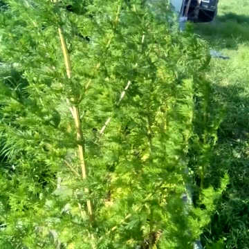 Artemisia annua, harvest. final cut down. 🌲