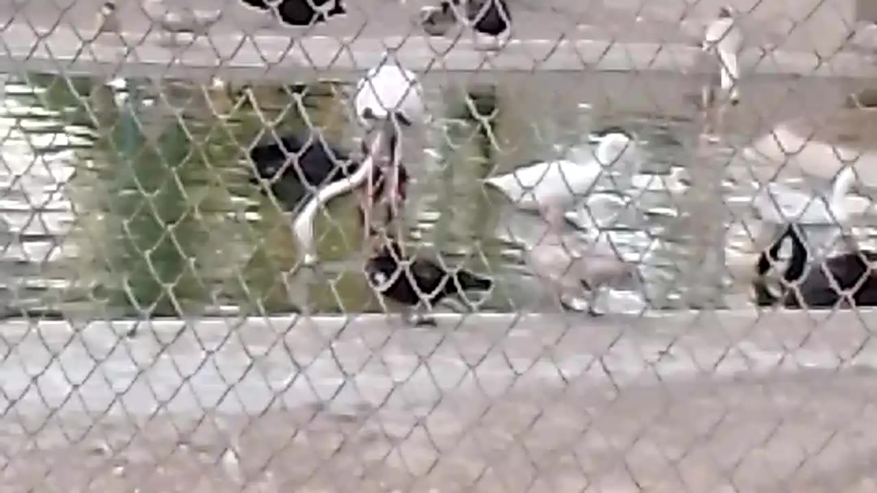 This is beautiful Peacock in zoo🦚 🦚