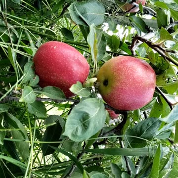 Paula red Apple in August 2024 #appleorchard