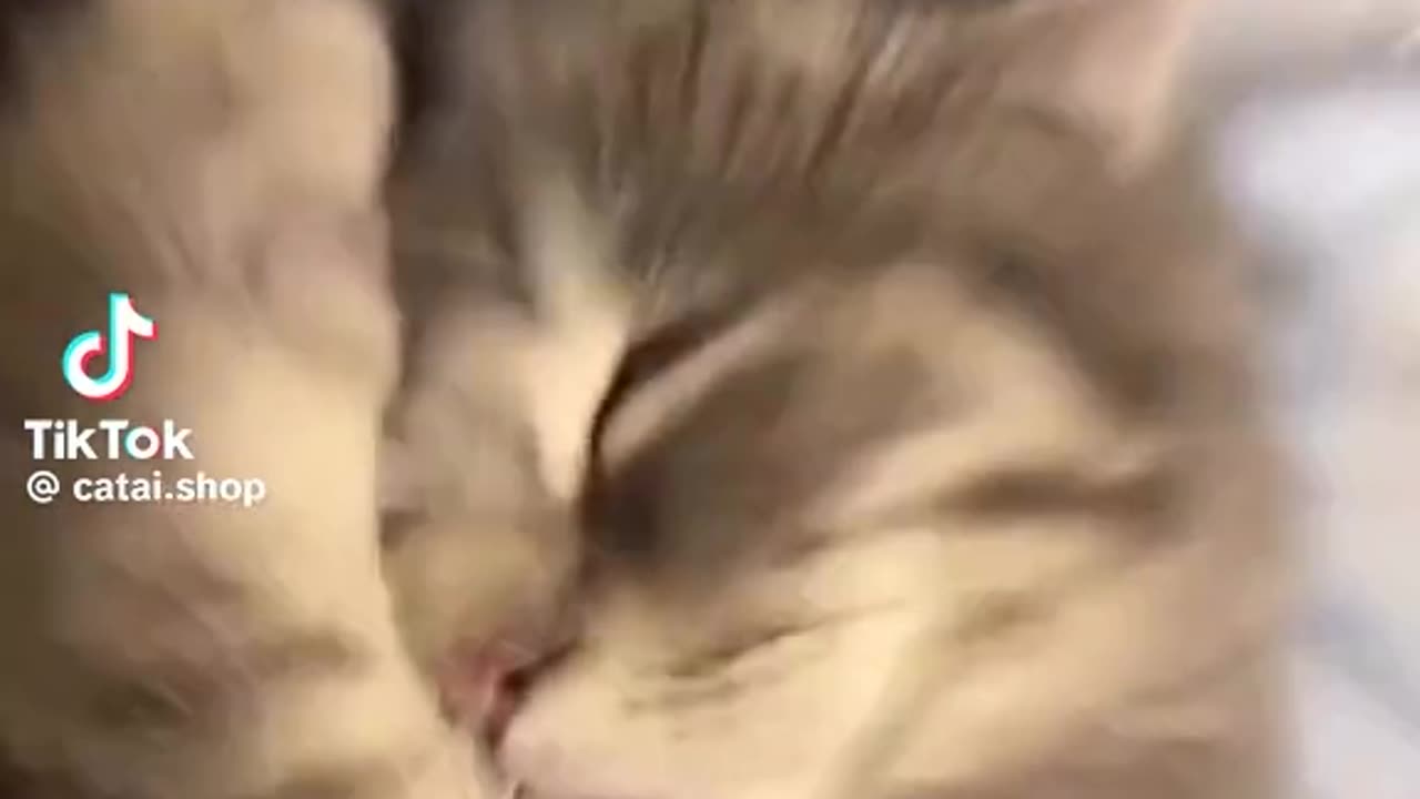 Funny Cat videos