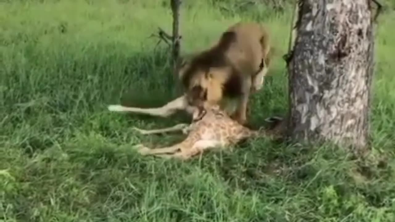 #Lion hunt a baby giraffe