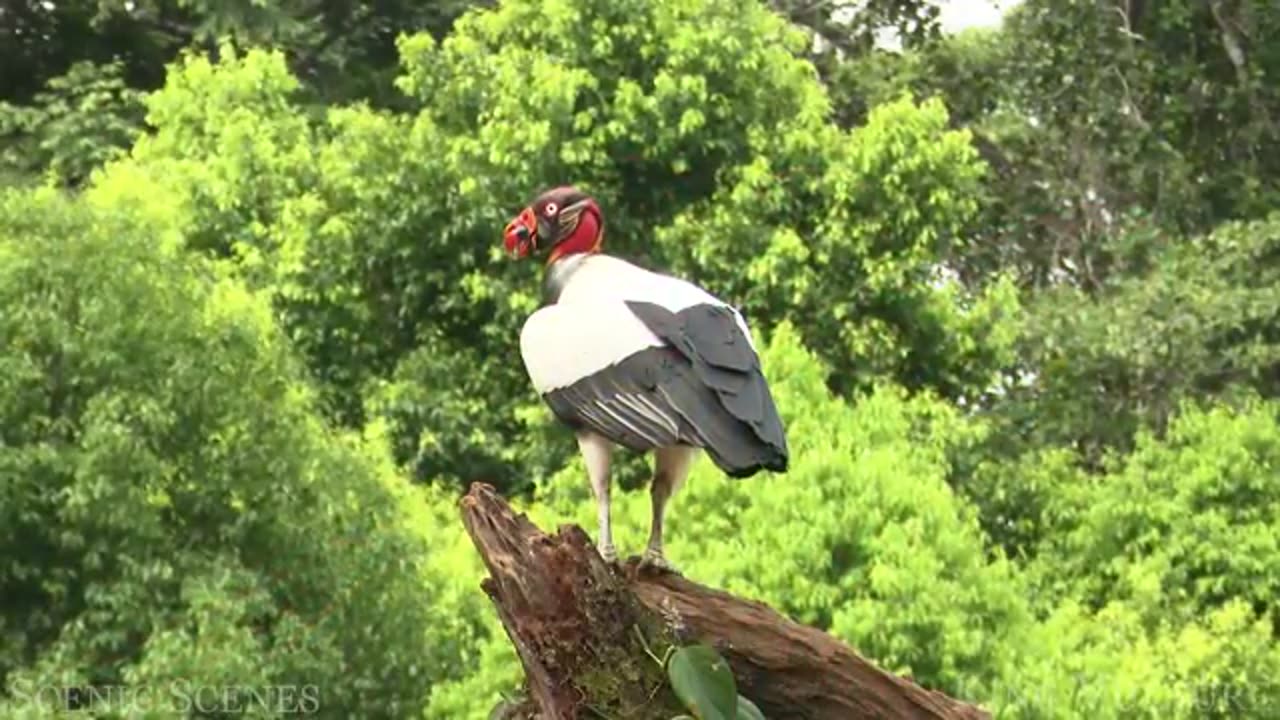 Amazon nest