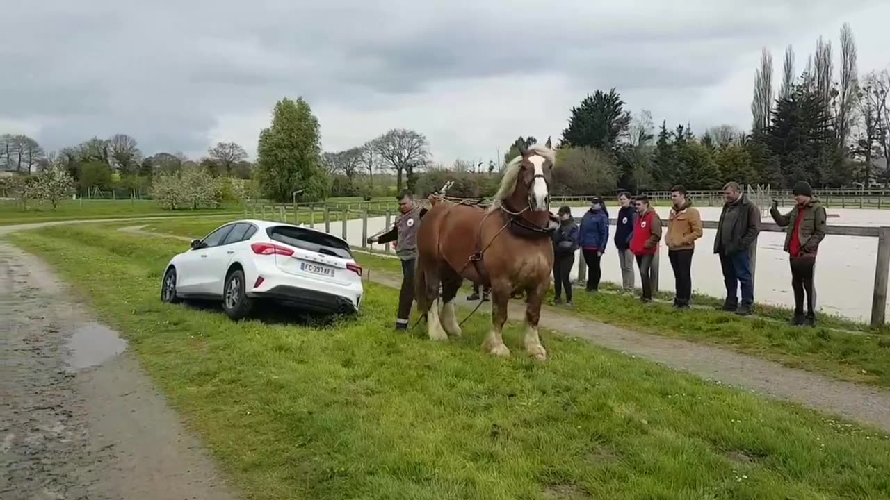 Horse Pulling a car- Entertaining video