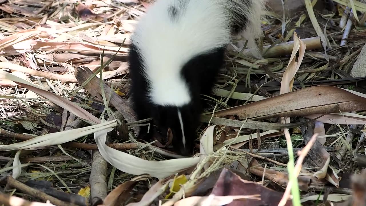 Hooded Skunk