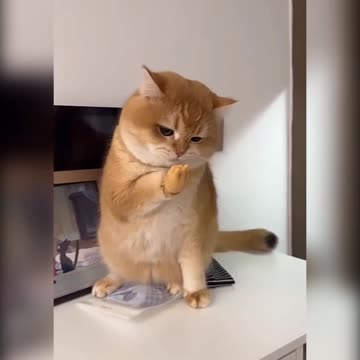 Fanny cat videos | kitty cat video | Cute cat videos | Pet Animal video |