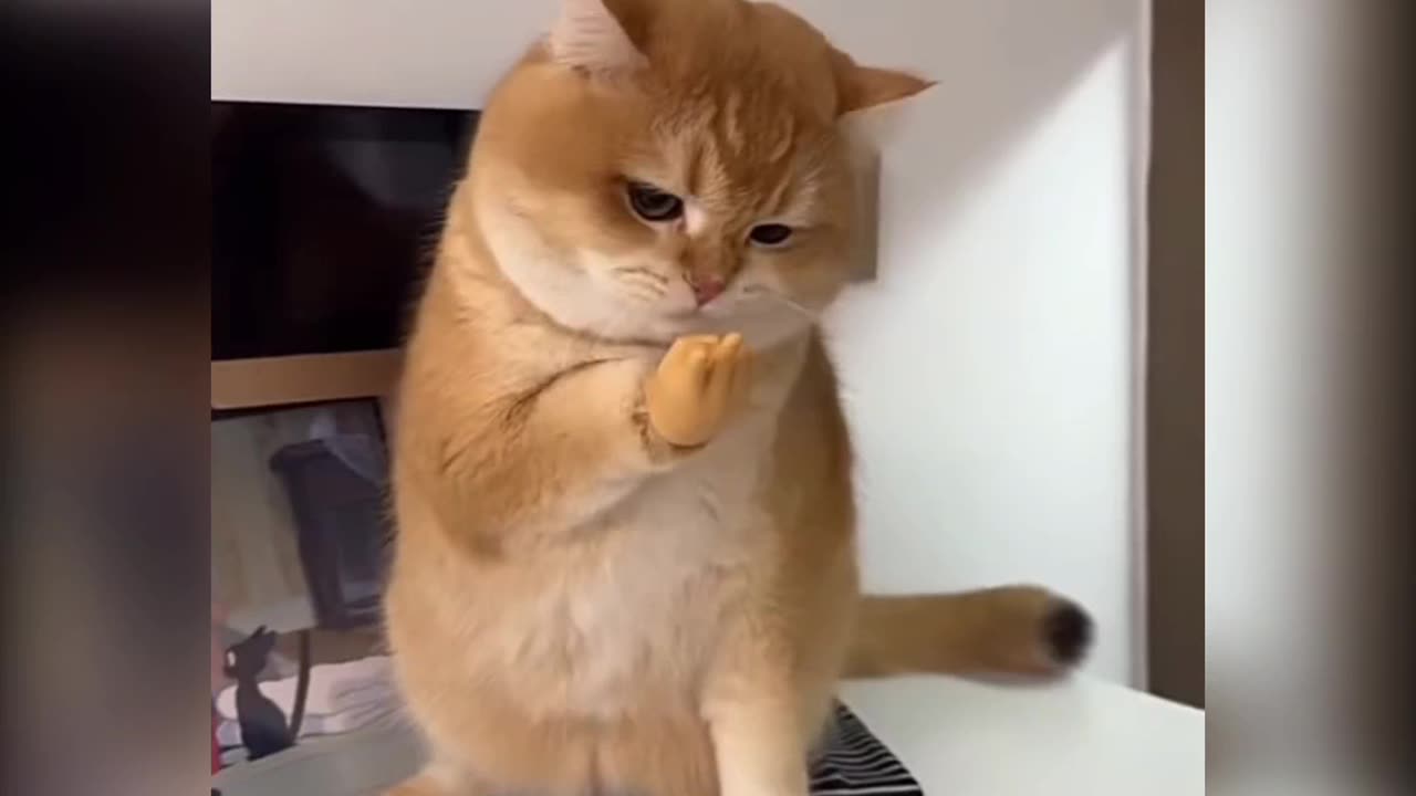 Fanny cat videos | kitty cat video | Cute cat videos | Pet Animal video |