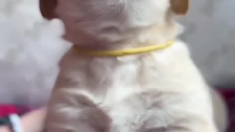 Cute & Funny Animals