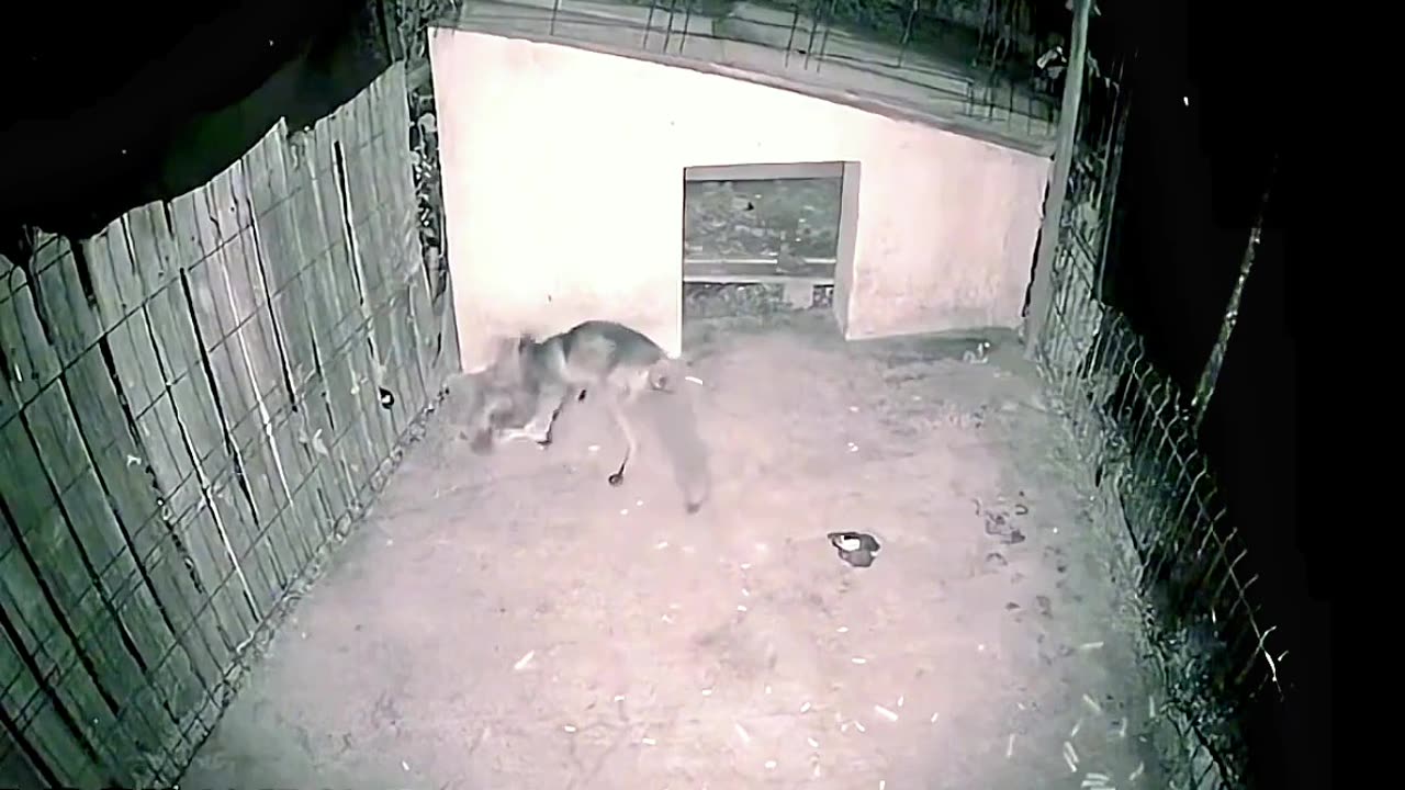 Weasel Jumps into Chicken House | Surveillance Footage of a Hen Attack