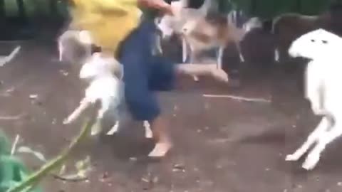 Funny animals, how to tell if the sheep is really into ewe? Ram time