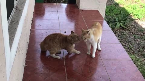 Cat quarrelling/fighting and ice skating