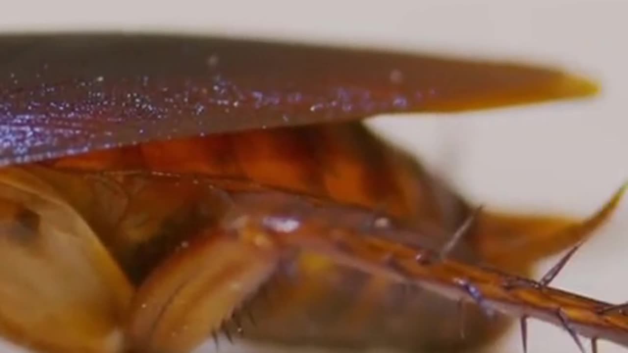 Did You Know When A Cockroach Loses It’s Head It Doesn’t Die?’