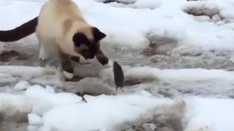 Cute cats on snowfall