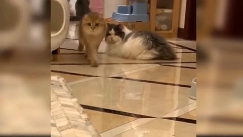 Cat Funny Videos