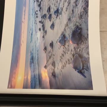 WILDLIFE PHOTOGRAPHY PRINT…🥰🎥🐢🌊
