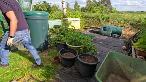 Potatoes harvest and planting for autumn harvest (June 2024)