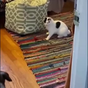 Laugh Out Loud: The Funniest Animal Moments Caught on Camera