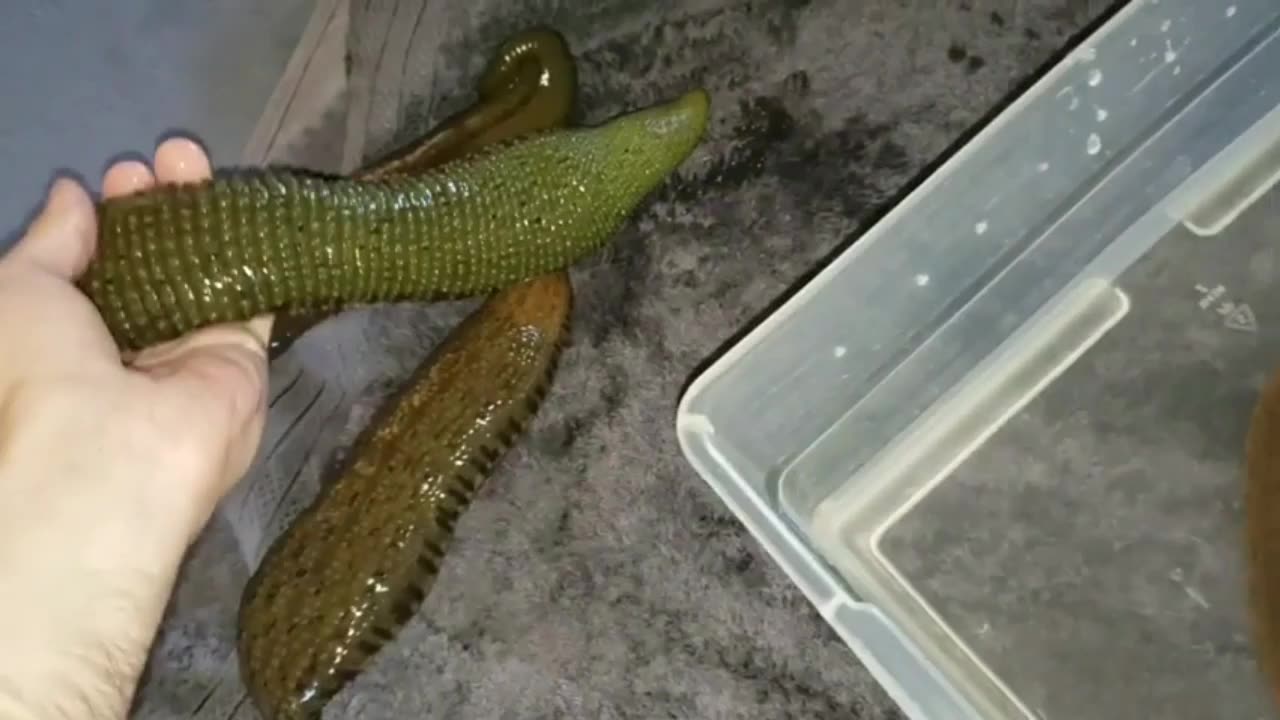 giant leeches