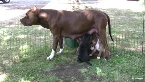 Pit Bull Growls and Snaps at Her Puppies! (in HD)